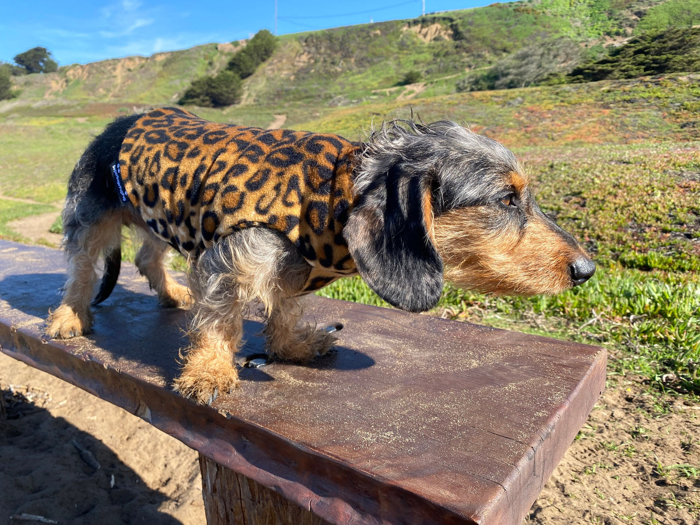 A long-haired dachshund wearing a leopard print fleece coat standing on a park bench.