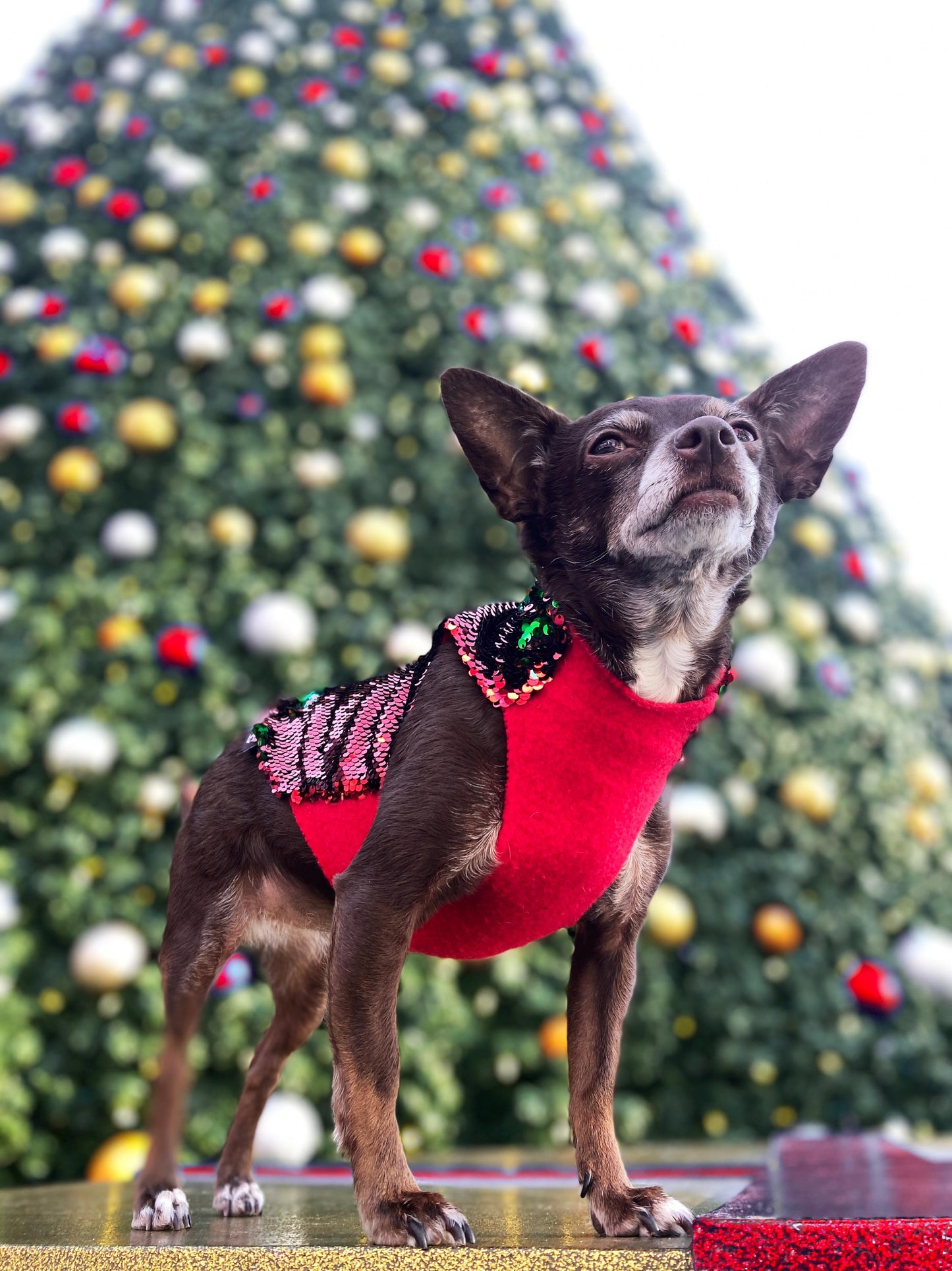 A chihuahua wearing a reversible sequin red and green coat with red fleece lining, sitting in front of a Christmas tree.