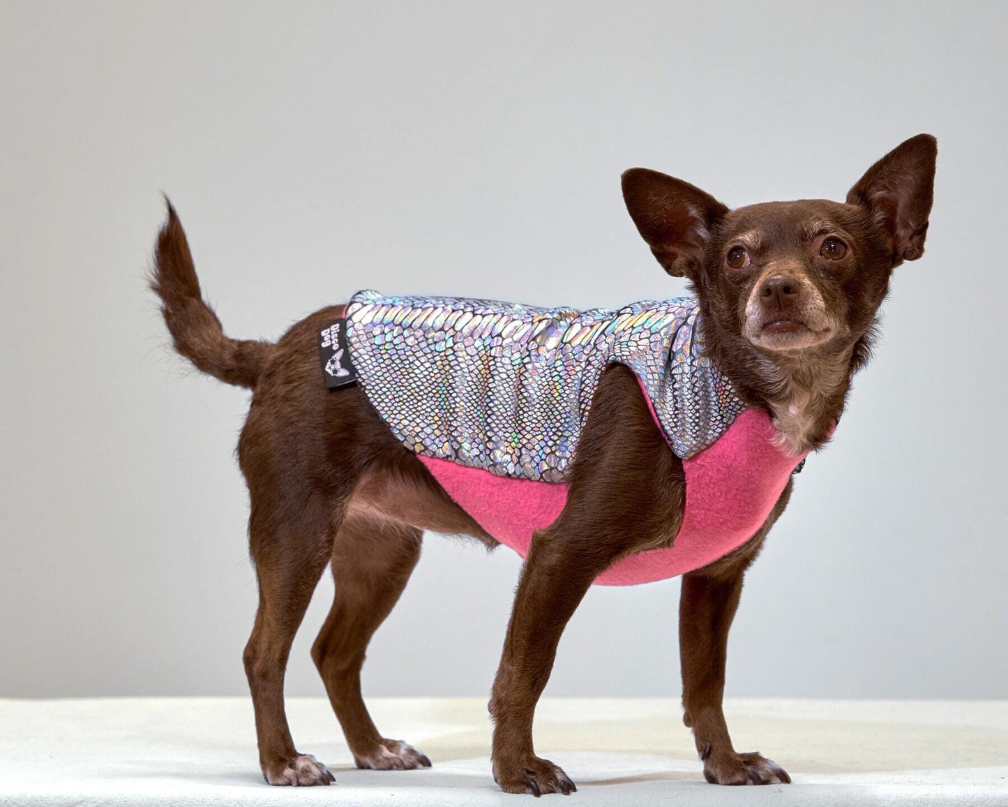 A small disco dog wearing a multicolored iridescent snake print coat with a pink fleece lining.