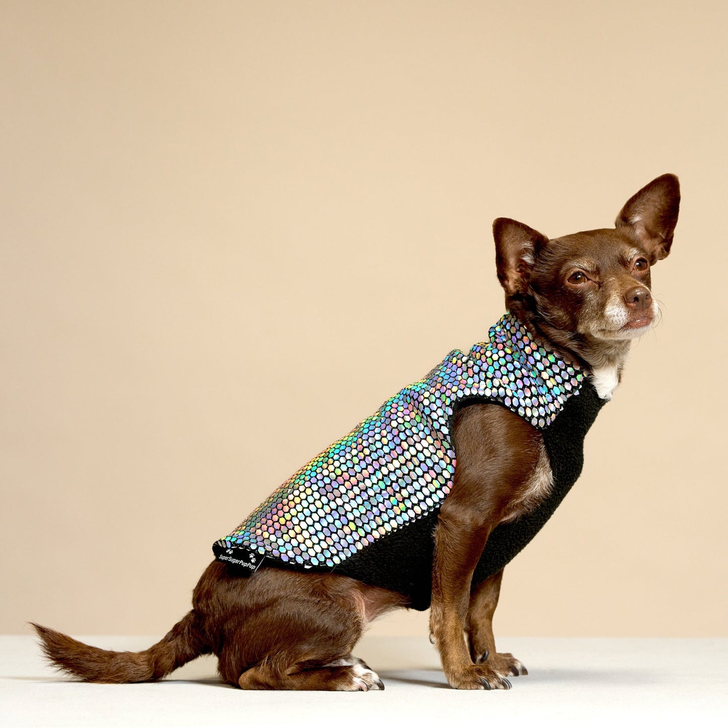 A small disco dog wearing a multicolored, holographic, sparkly coat with black fleece lining.