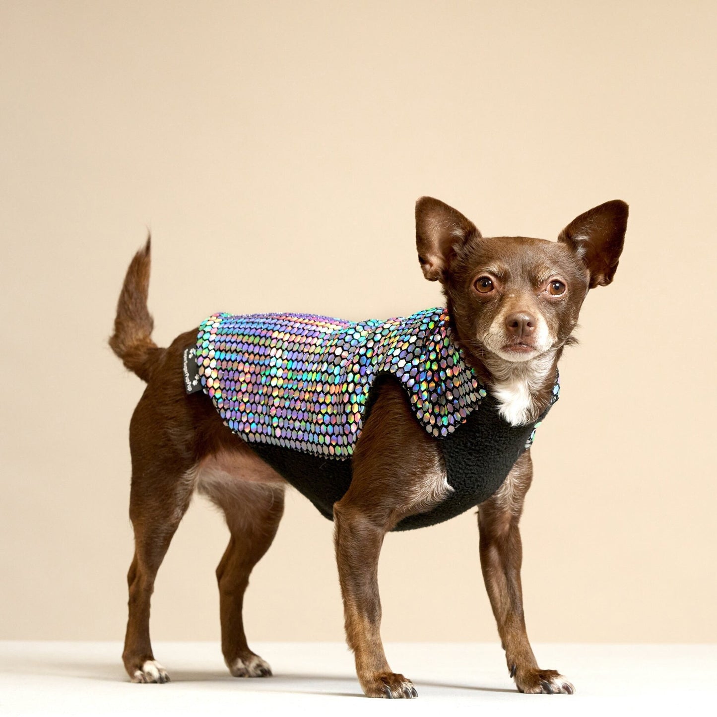 A small disco dog wearing a multicolored, holographic, sparkly coat with black fleece lining.
