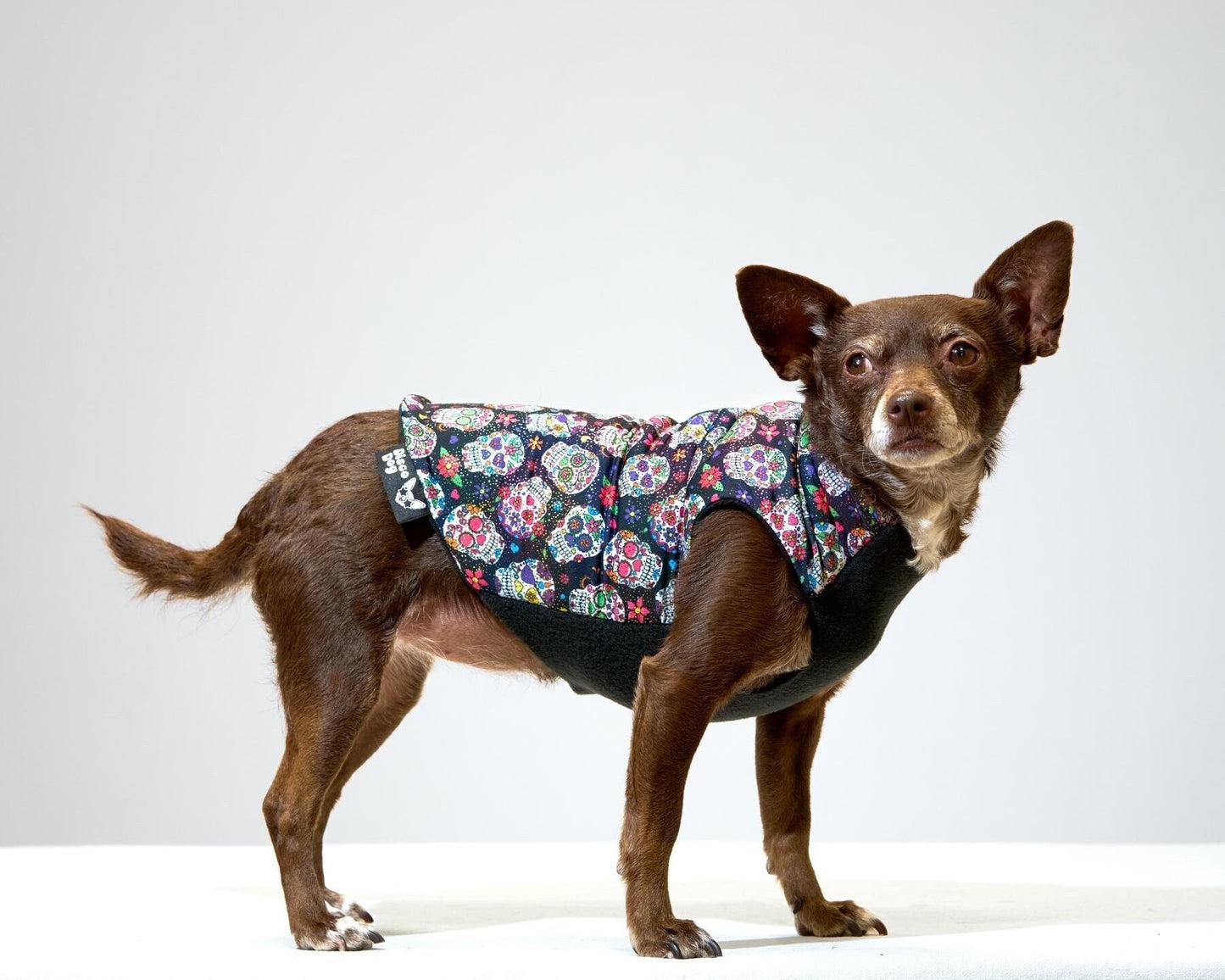 A chihuahua wearing a Day of the Dead, Dia de Los Muertos themed sweater with colorful, sparkly sugar skull patterns and a black fleece lining.