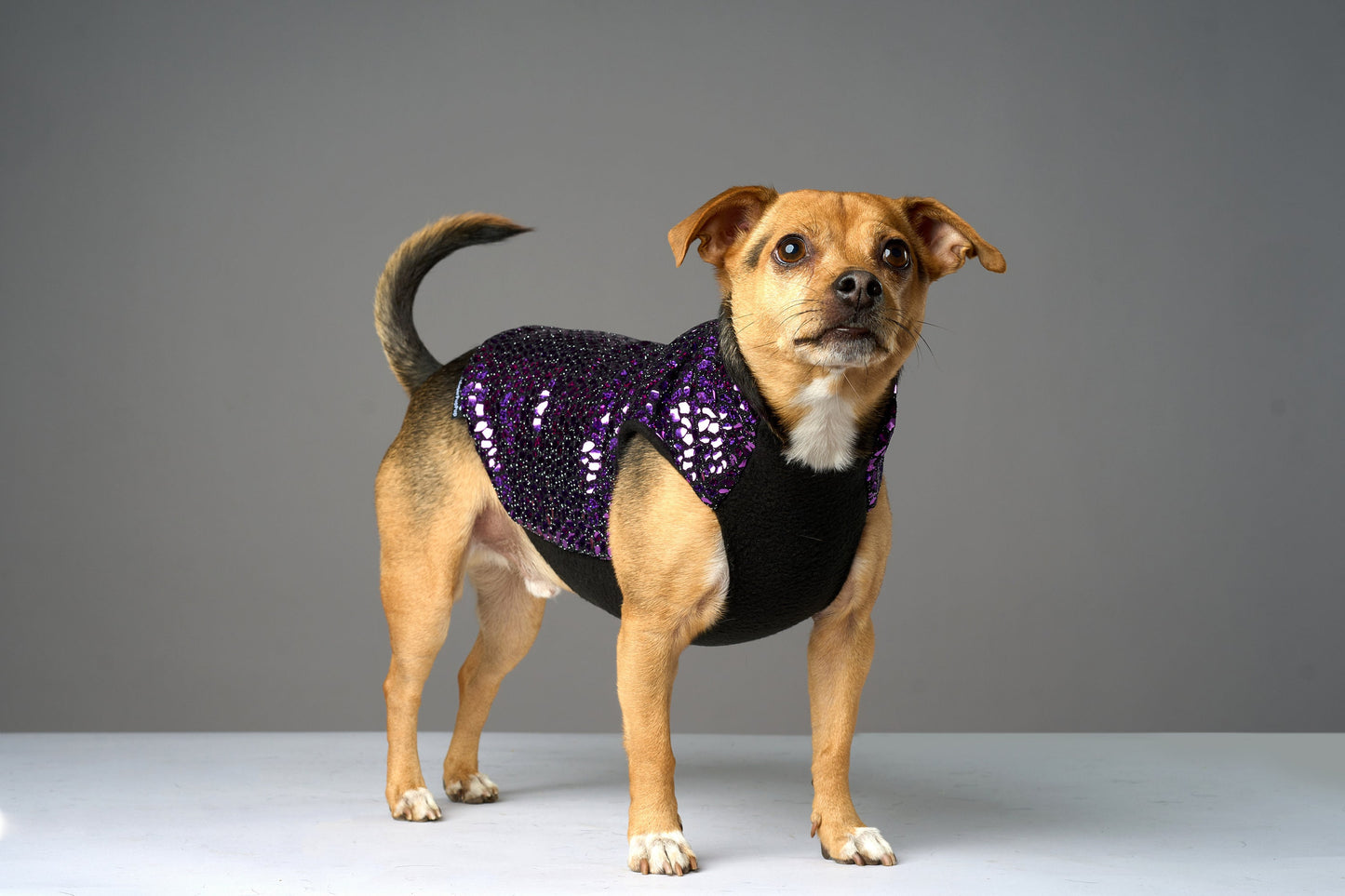 A small dog wearing a purple sparkly coat with black fleece lining.