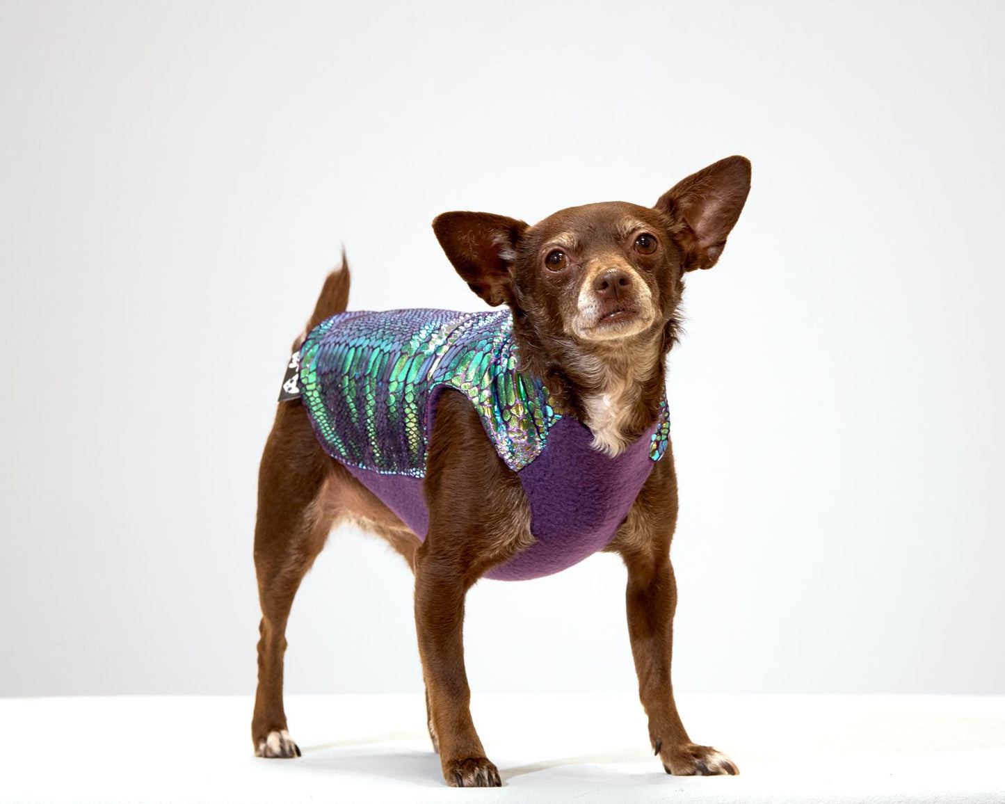 A small dog wearing a multicolored metallic foil snake print velvet coat with a purple fleece lining.