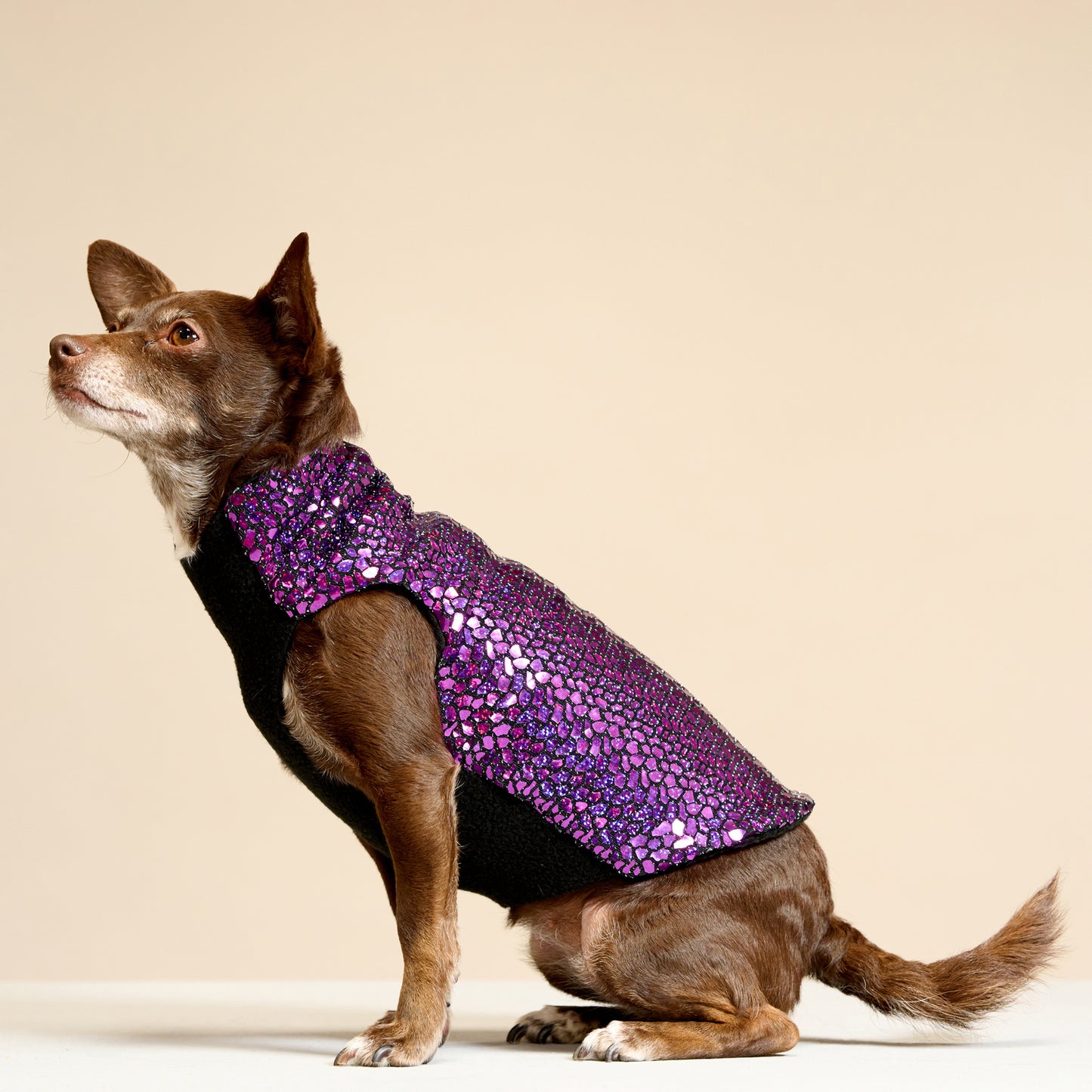 A chihuahua wearing a purple sparkly holographic coat with black fleece lining.