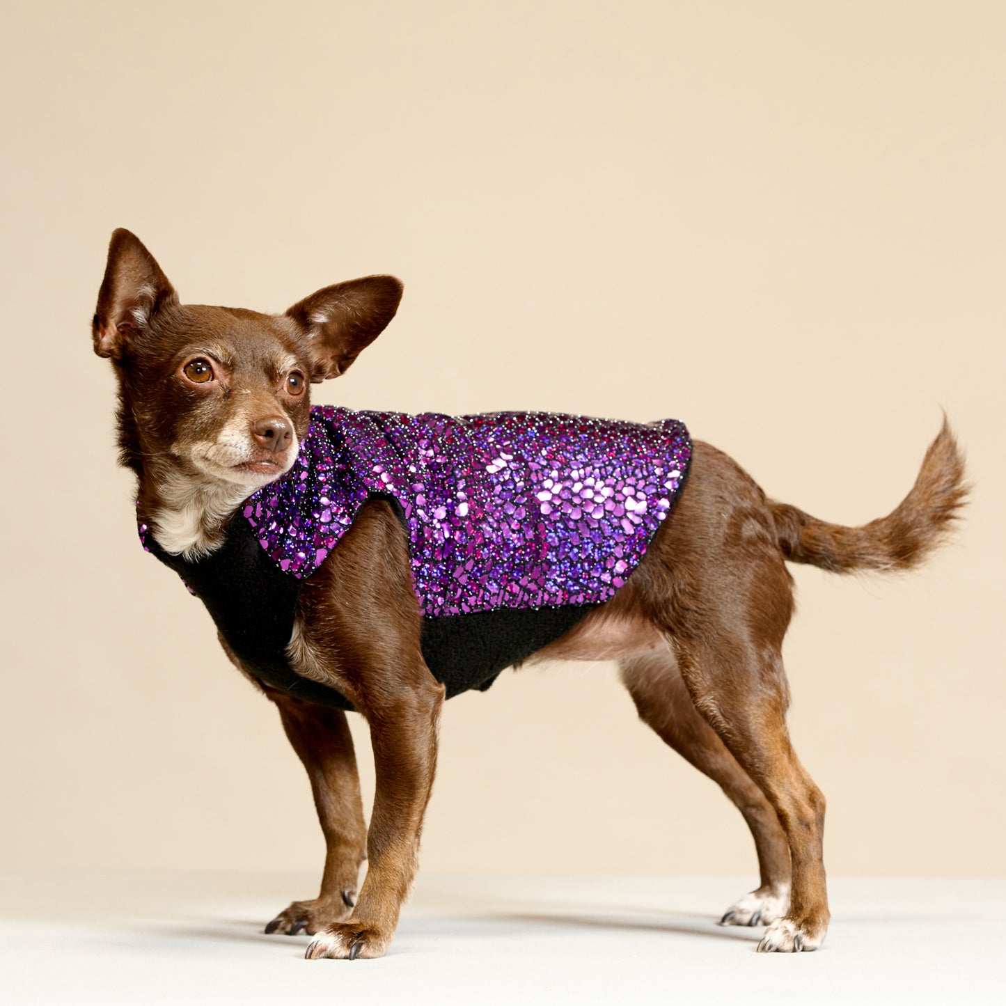 A chihuahua wearing a purple sparkly holographic coat with black fleece lining.