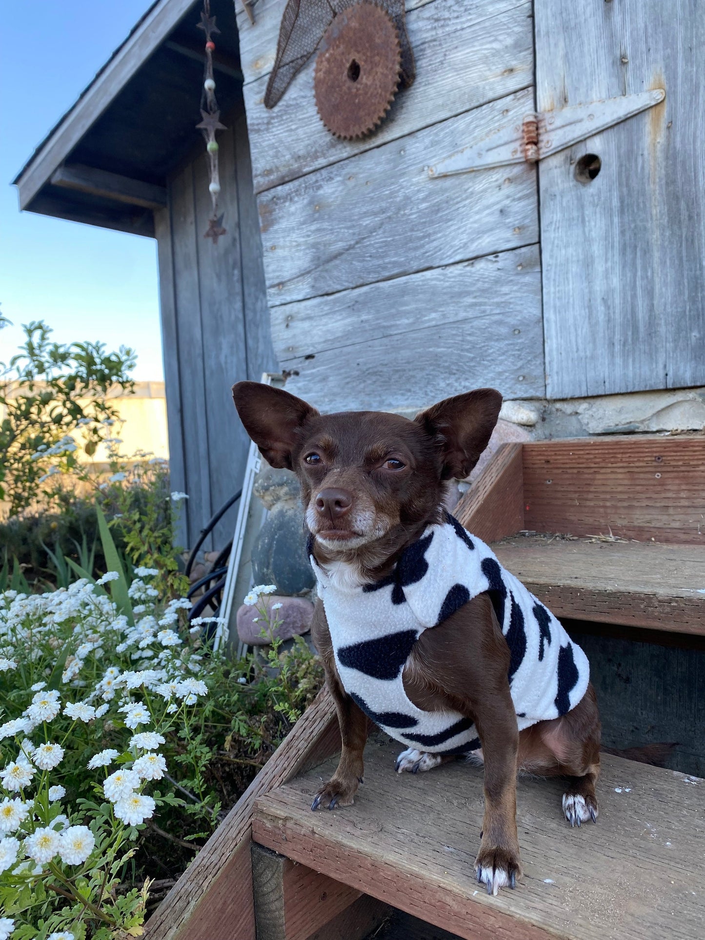 A dog wearing a black and white cow print fleece coat, sitting on wooden steps with a barn in the background.