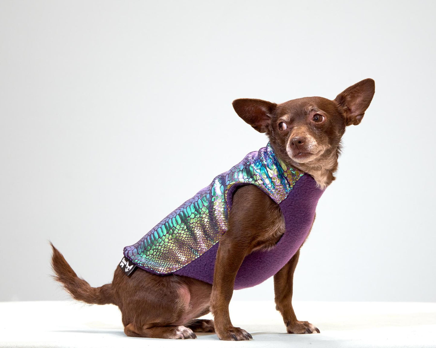 A small dog wearing a multicolored metallic foil snake print velvet coat with a purple fleece lining.