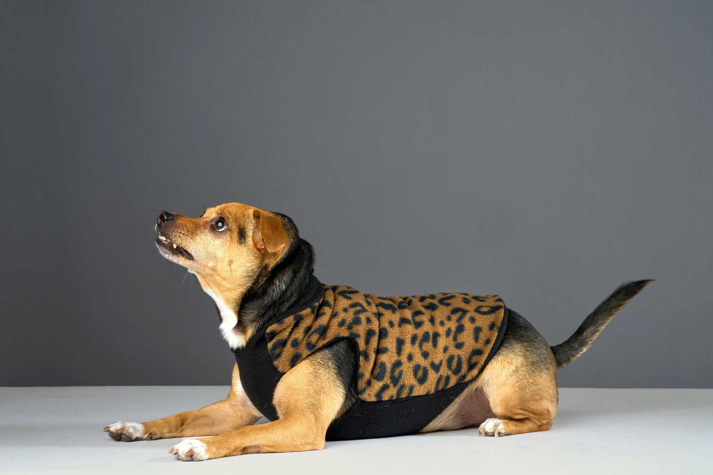 A small dog wearing a leopard print fleece coat with a black fleece lining.
