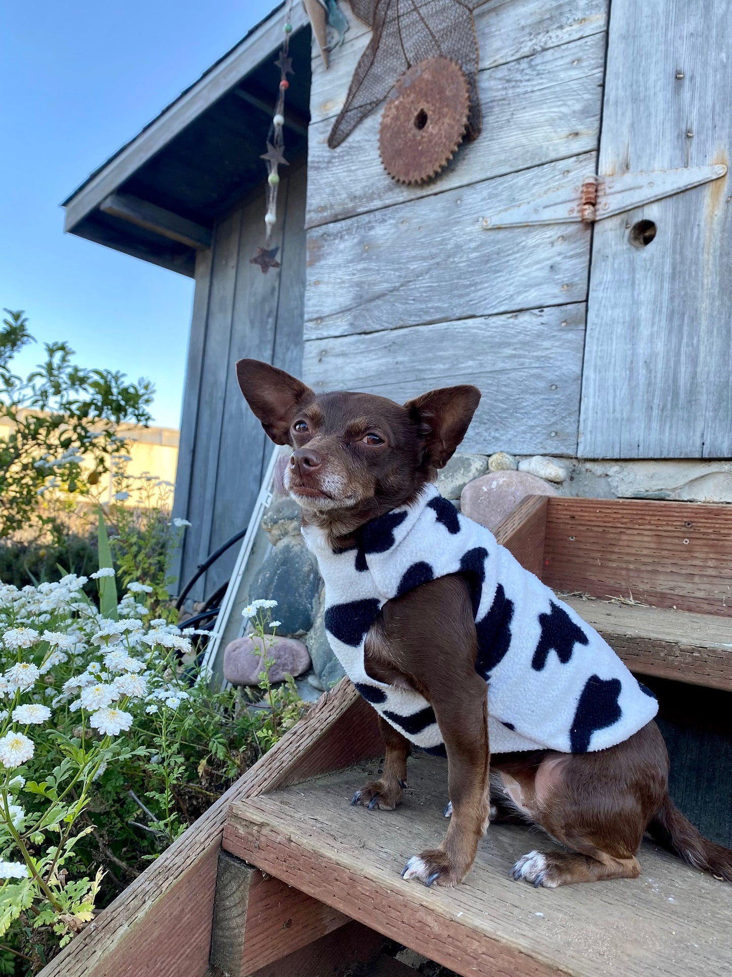 A dog wearing a black and white cow print fleece coat, sitting on wooden steps with a barn in the background.