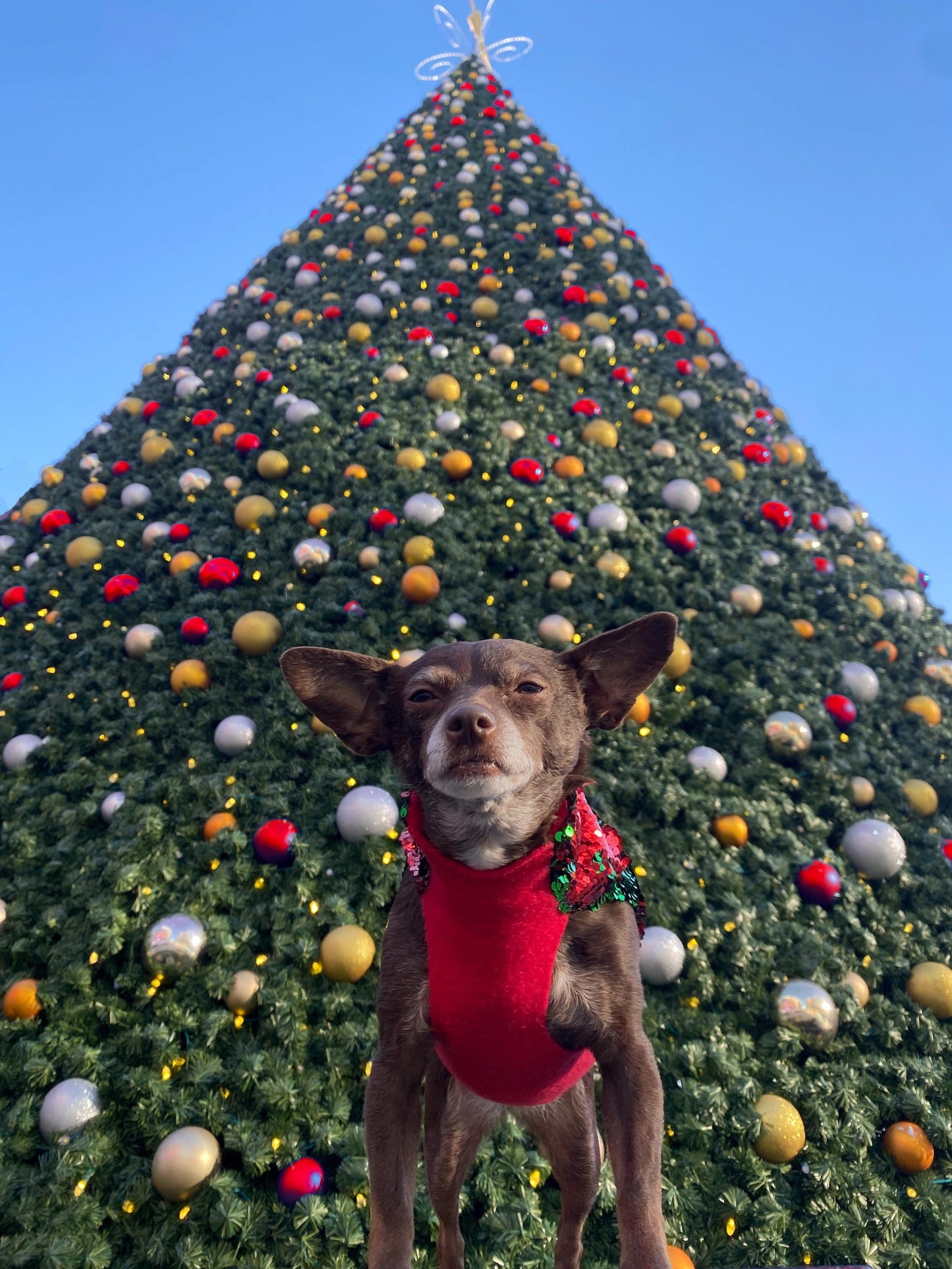 A chihuahua wearing a reversible sequin red and green coat with red fleece lining, sitting in front of a Christmas tree.