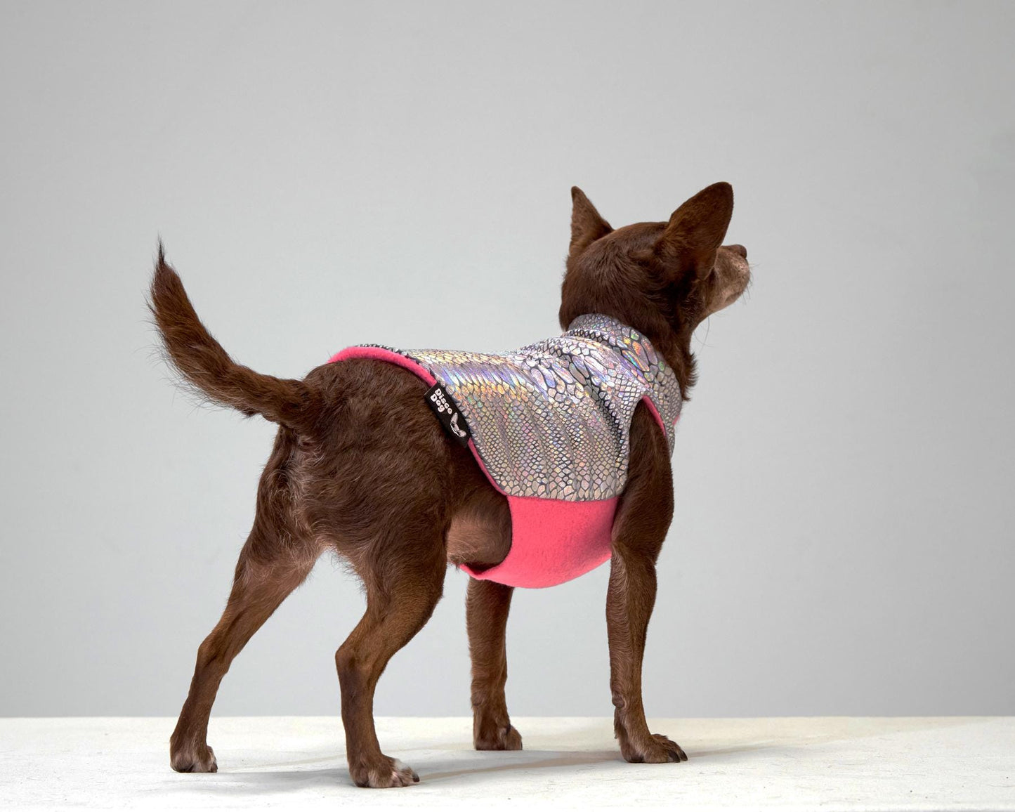 A small disco dog wearing a multicolored iridescent snake print coat with a pink fleece lining.