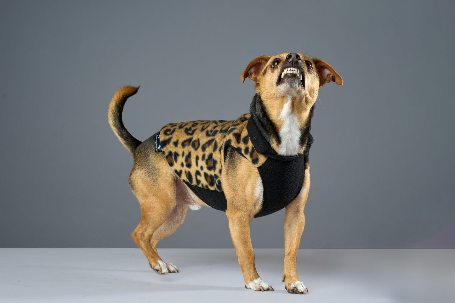 A small dog wearing a leopard print fleece coat with a black fleece lining.