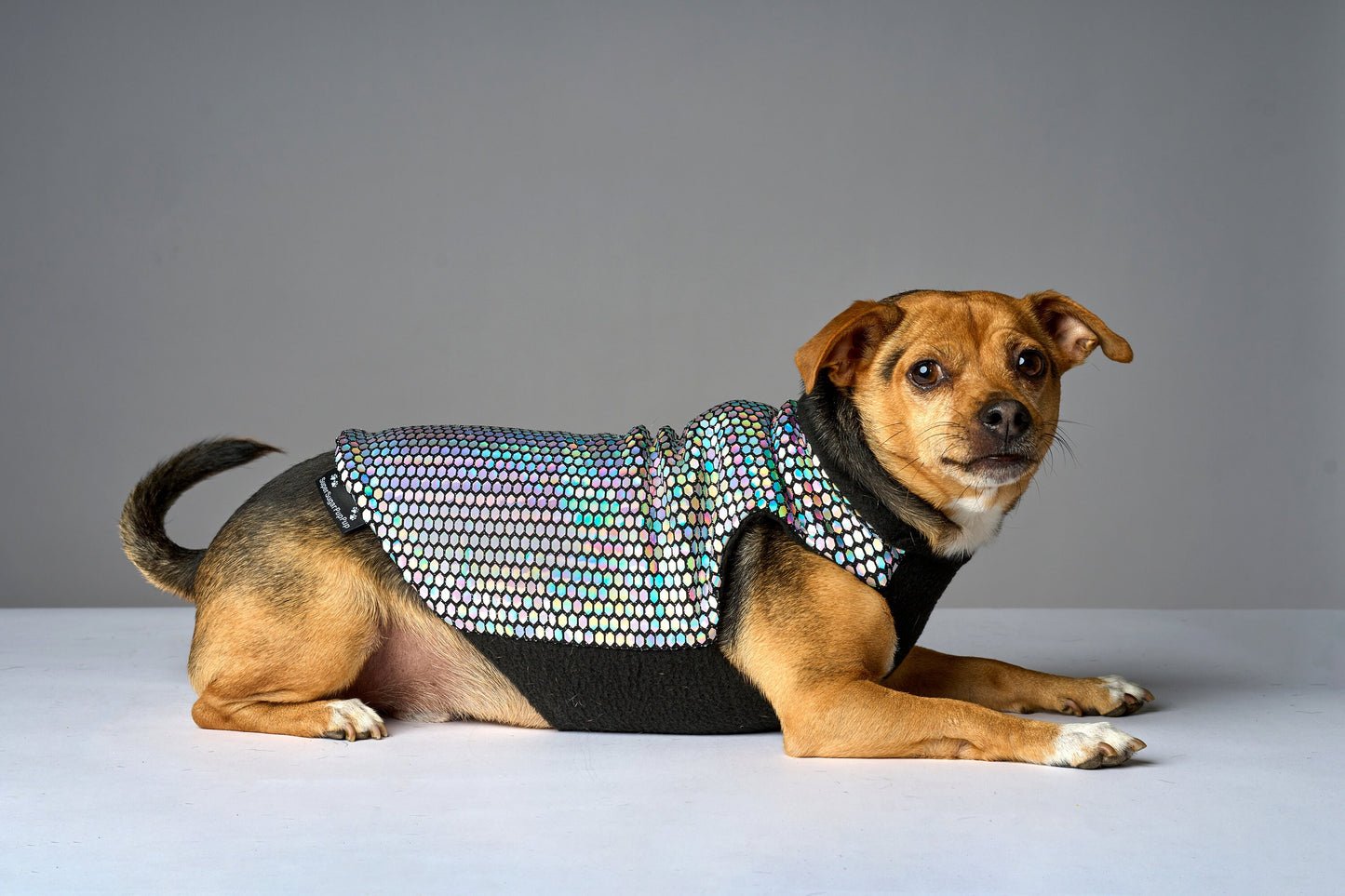 A small disco dog wearing a multicolored, holographic, sparkly coat with black fleece lining.