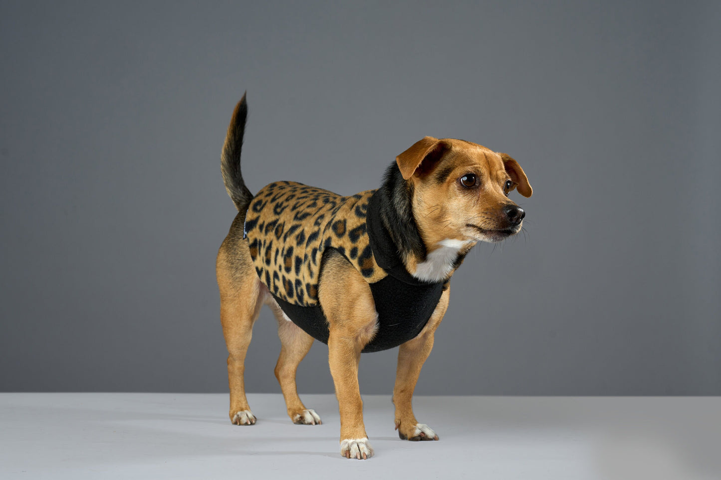 A small dog wearing a leopard print fleece coat with a black fleece lining.