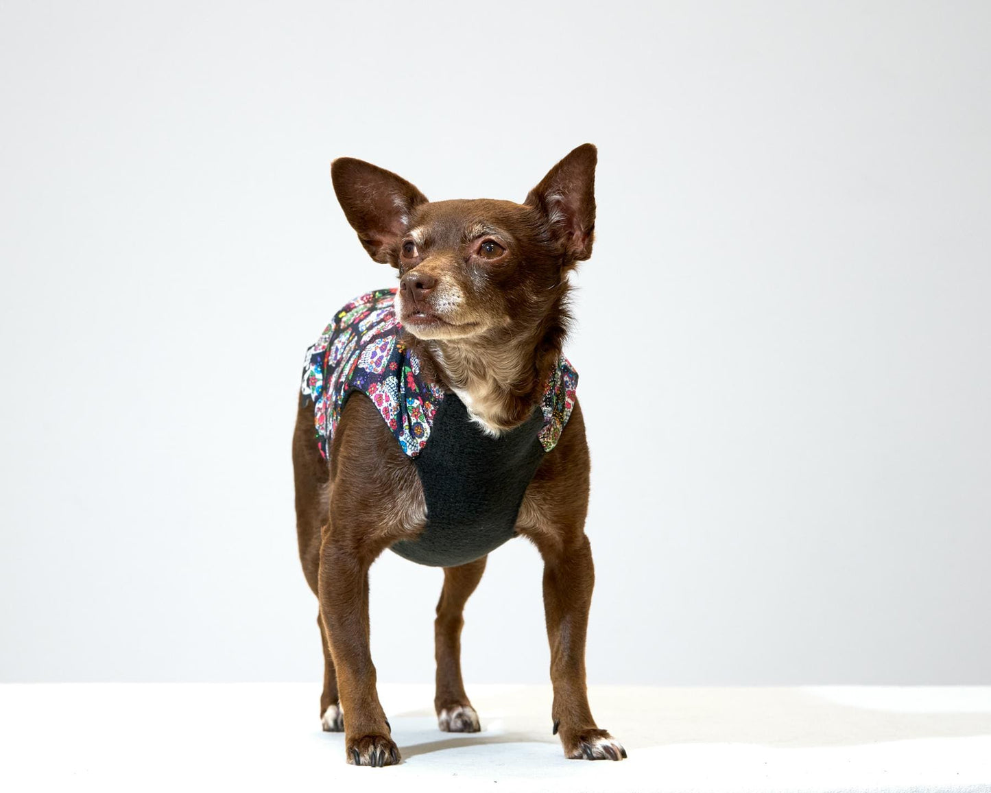 A chihuahua wearing a Day of the Dead, Dia de Los Muertos themed sweater with colorful, sparkly sugar skull patterns and a black fleece lining.