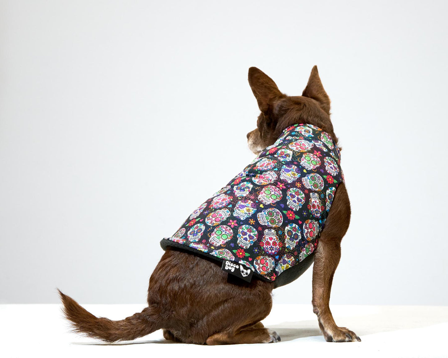 The backside of a chihuahua wearing a Day of the Dead, Dia de Los Muertos themed sweater with colorful, sparkly sugar skull patterns and a black fleece lining.