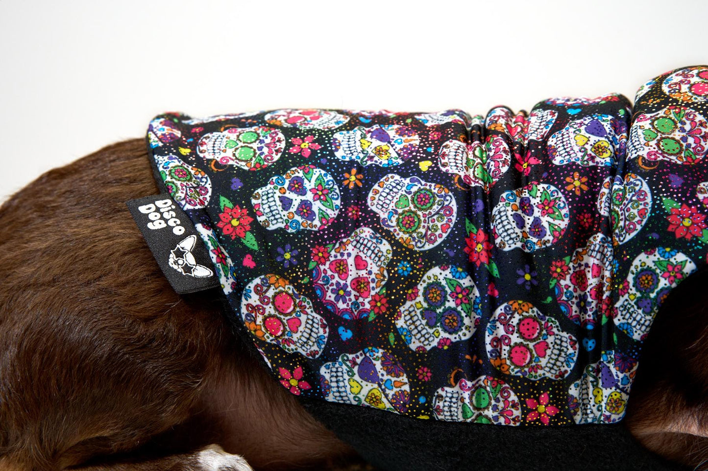 A closeup of a dog wearing a Day of the Dead, Dia de Los Muertos themed sweater with colorful, sparkly sugar skull patterns and a black fleece lining and Disco Dog label.