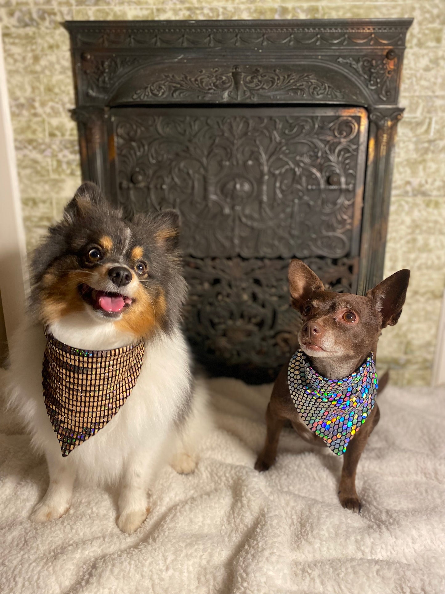 A Pomeranian dog next to a Chihuahua in front of a fireplace both wearing bandanas.
