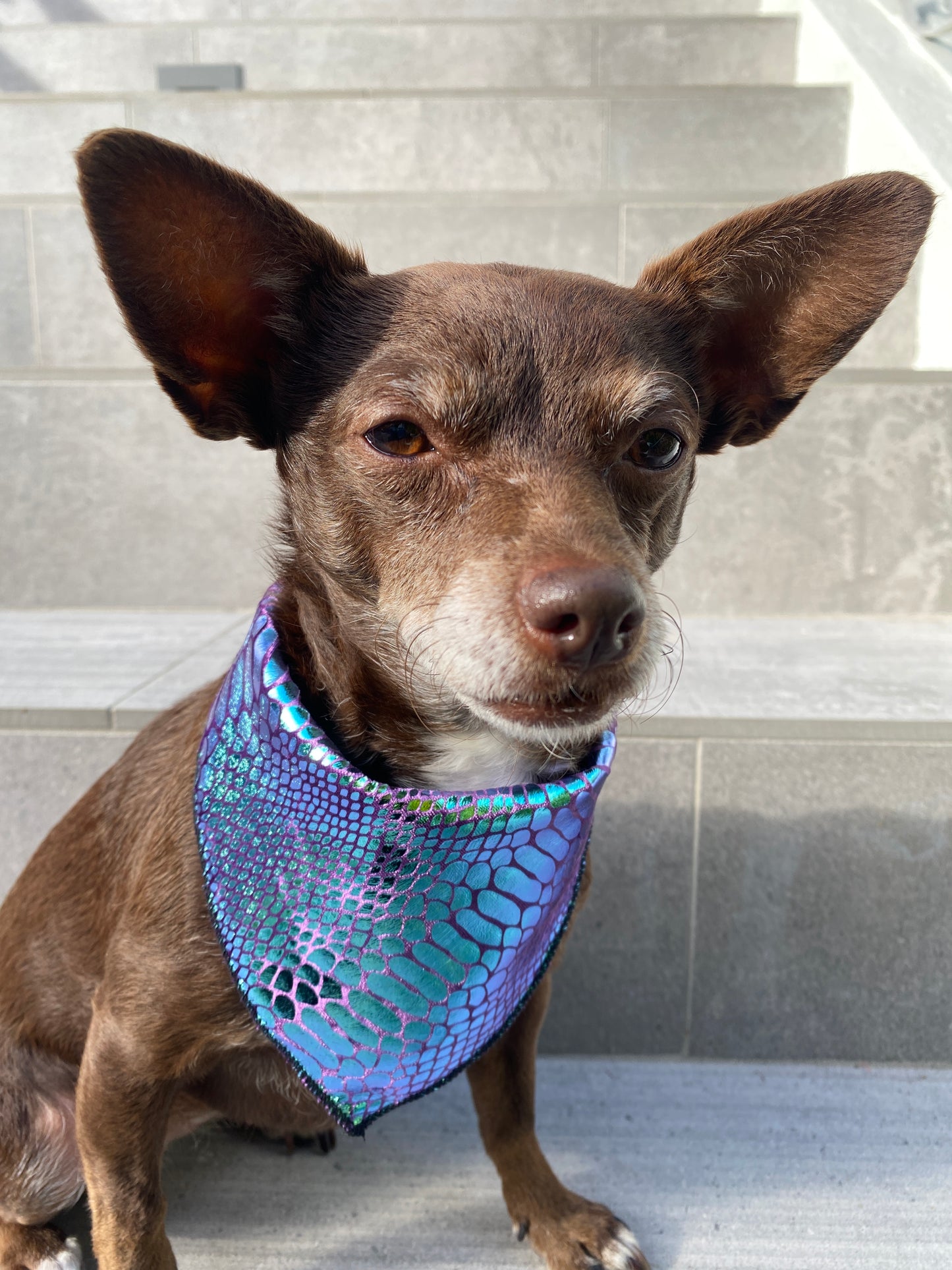 A chihuahua wearing a green and purple velvet snake skin pattern bandana with a shiny, metallic finish.