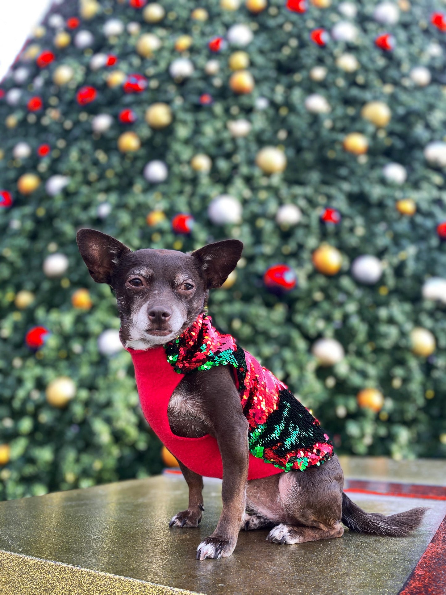 A chihuahua wearing a reversible sequin red and green coat sitting in front of a Christmas tree.