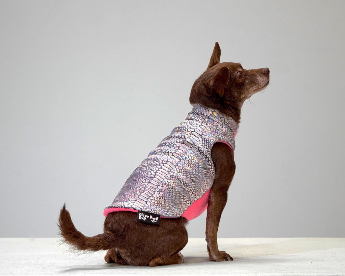 A small disco dog wearing a multicolored iridescent snake print coat with a pink fleece lining.