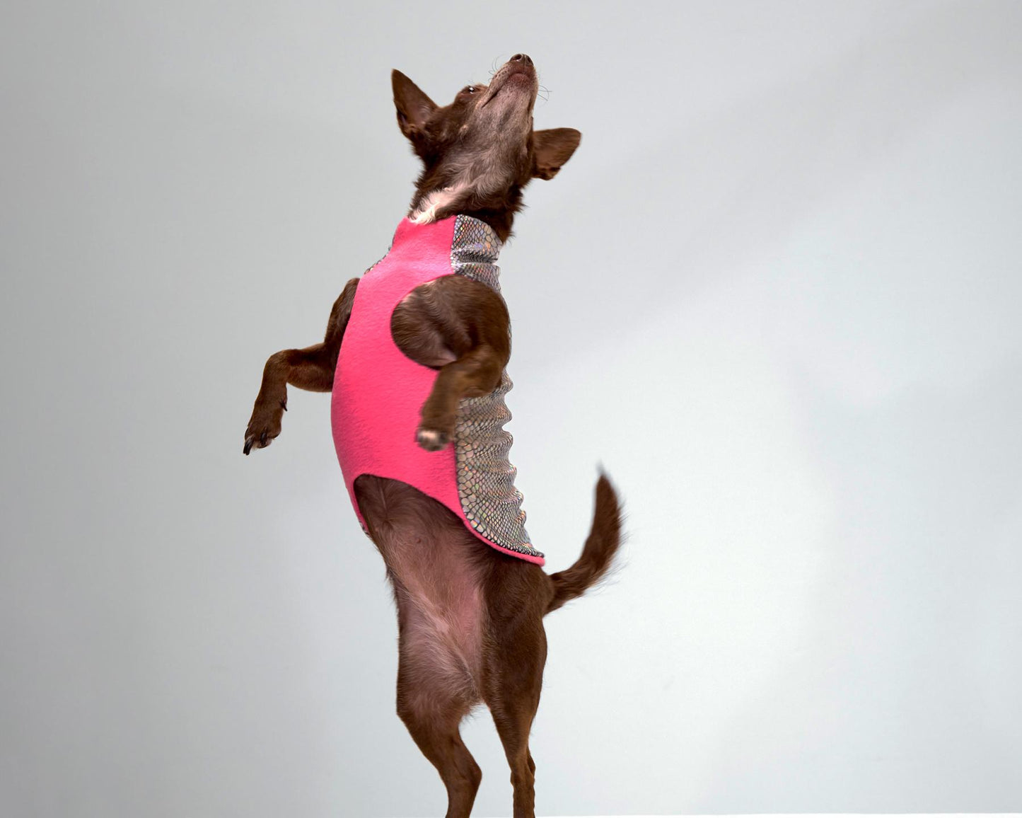A small dog on its hind legs wearing a multicolored iridescent snake print coat with a pink fleece lining.