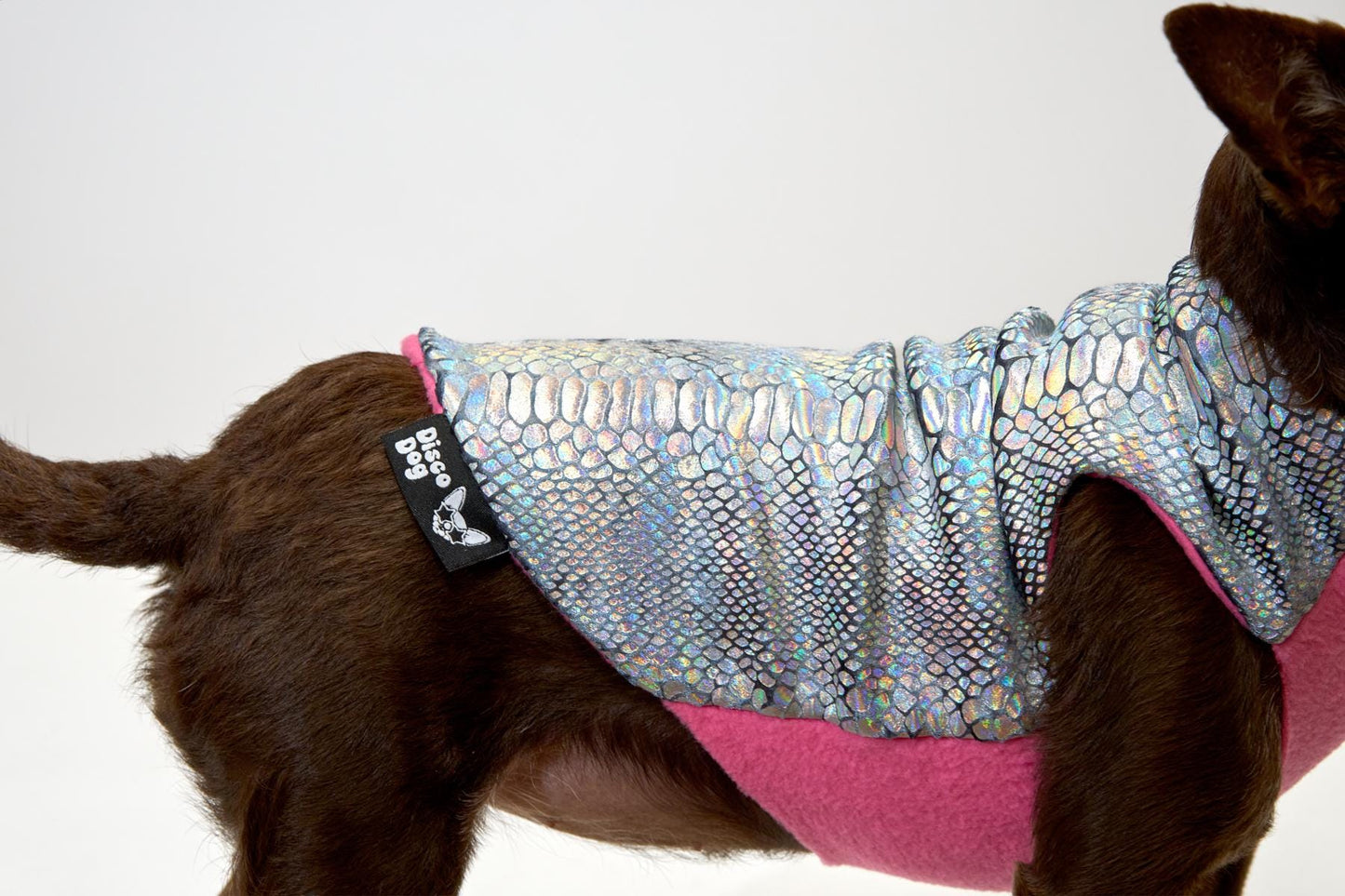 A closeup of a small dog wearing a multicolored iridescent snake print coat with a pink fleece lining and a Disco Dog label.