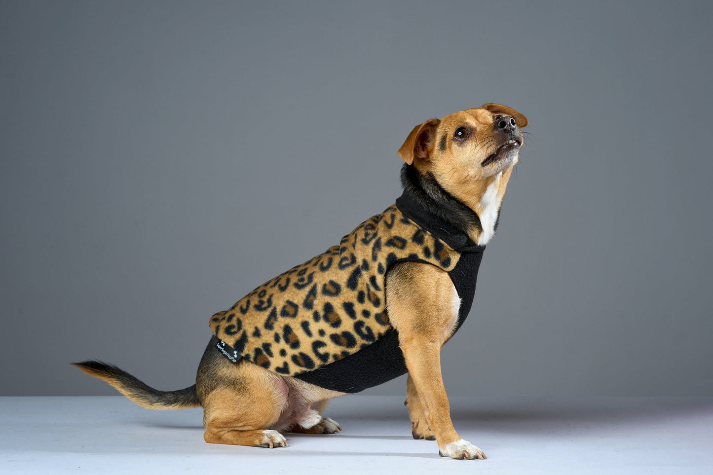 A small dog wearing a leopard print fleece coat with a black fleece lining.