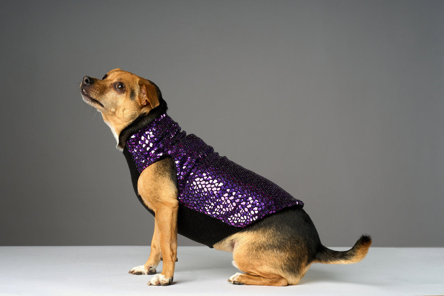 A small dog wearing a purple sparkly coat with black fleece lining.