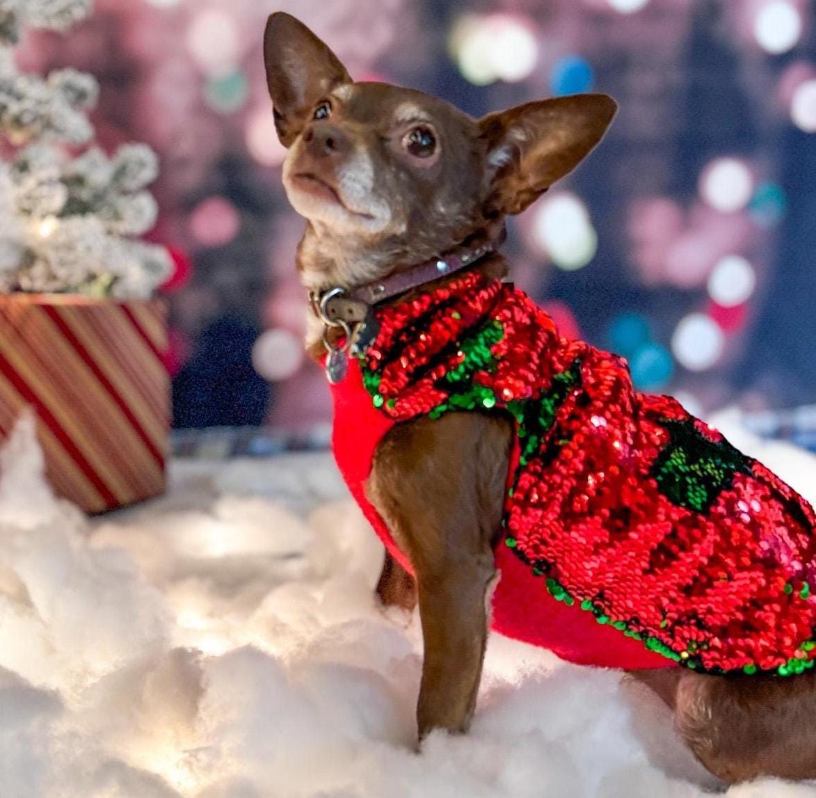 A small dog wearing a reversible sequin sweater with green on one side and red on the other in a holiday backdrop.