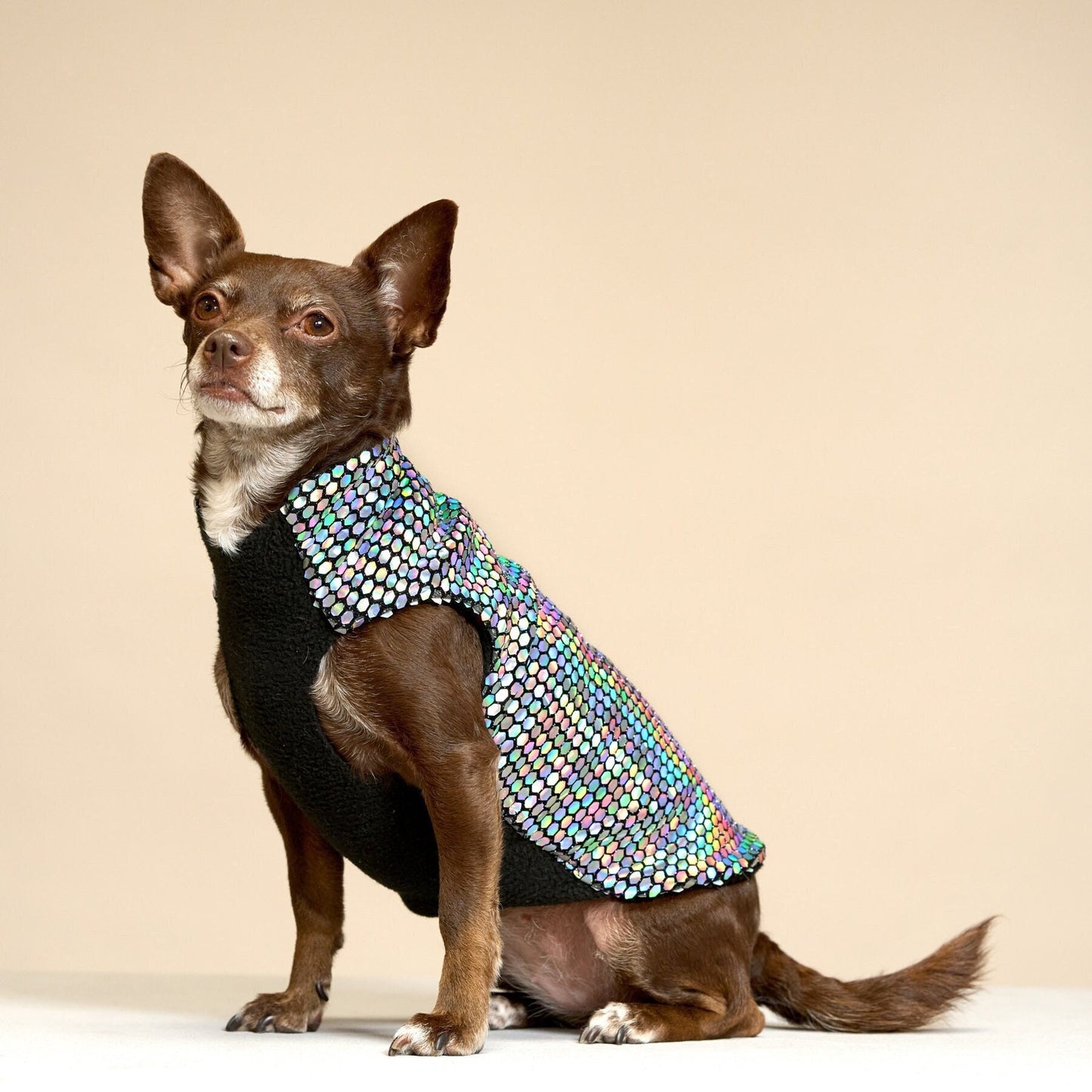 A small disco dog wearing a multicolored, holographic, sparkly coat with black fleece lining.