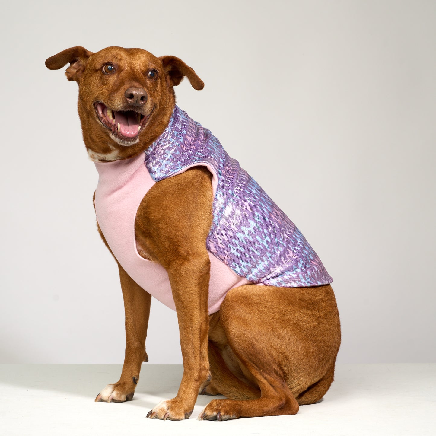 Large dog wearing a blue, purple and pink wavy print coat with pink fleece lining on a white background.