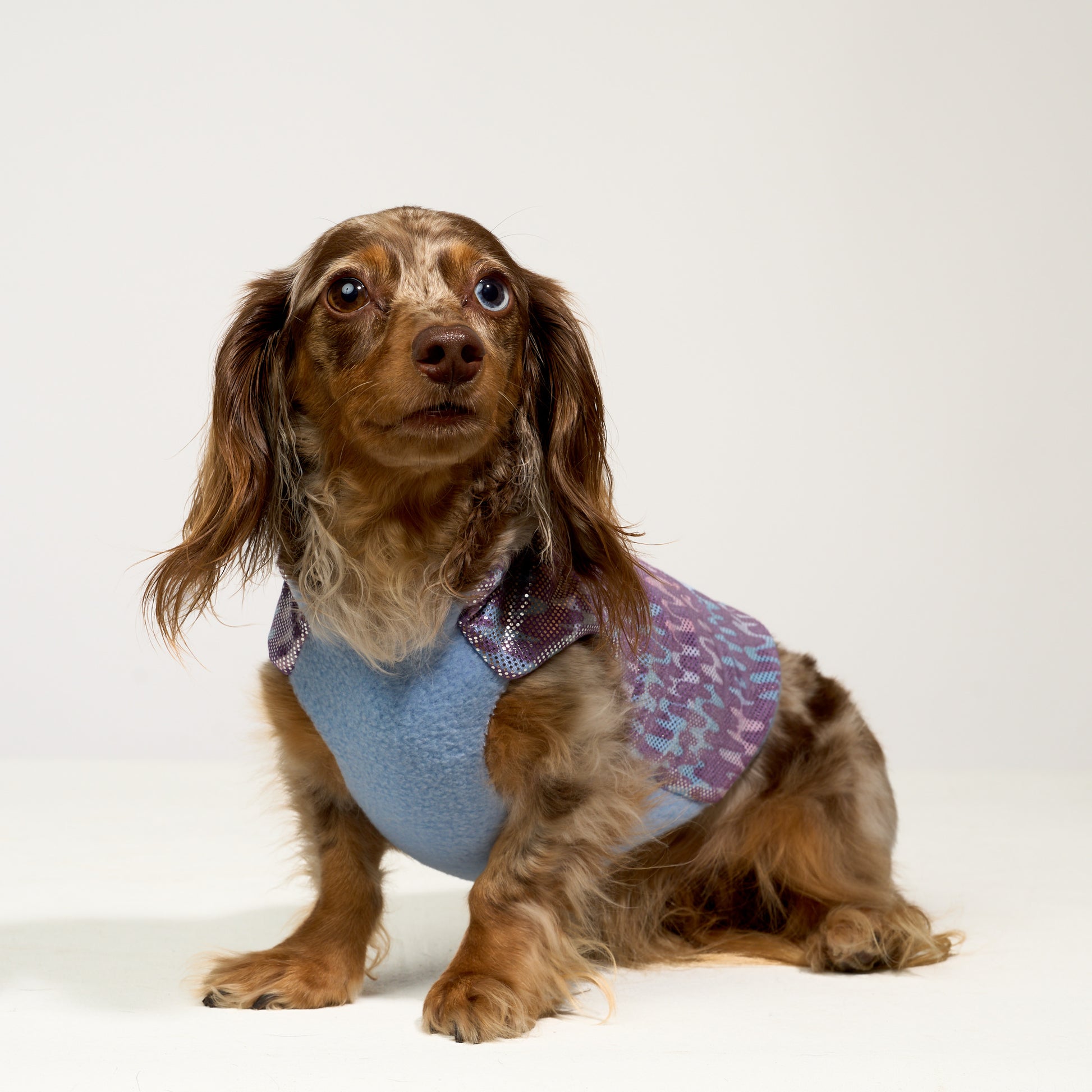 Long-haired dachshund wearing a blue, purple and pink wavy print dog coat with blue fleece lining on a white background.
