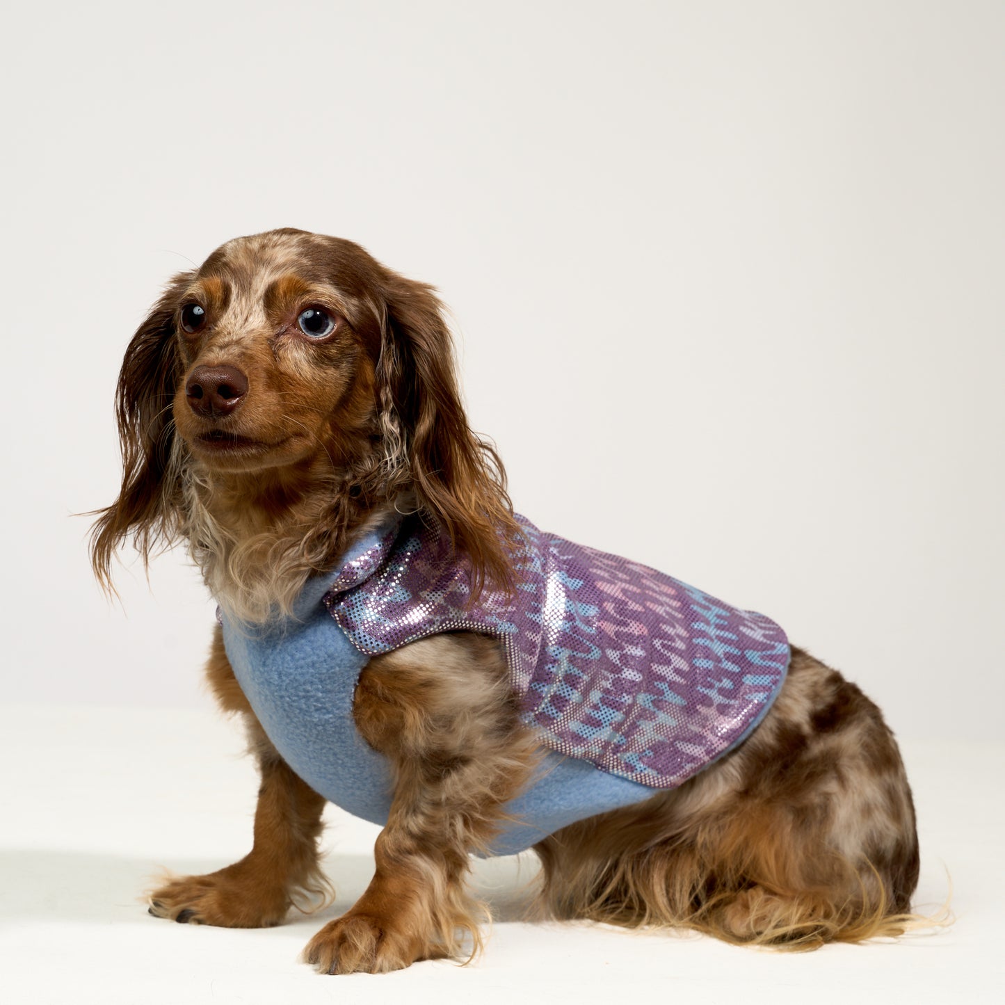 Long-haired dachshund wearing a blue, purple and pink wavy print dog coat with blue fleece lining on a white background.