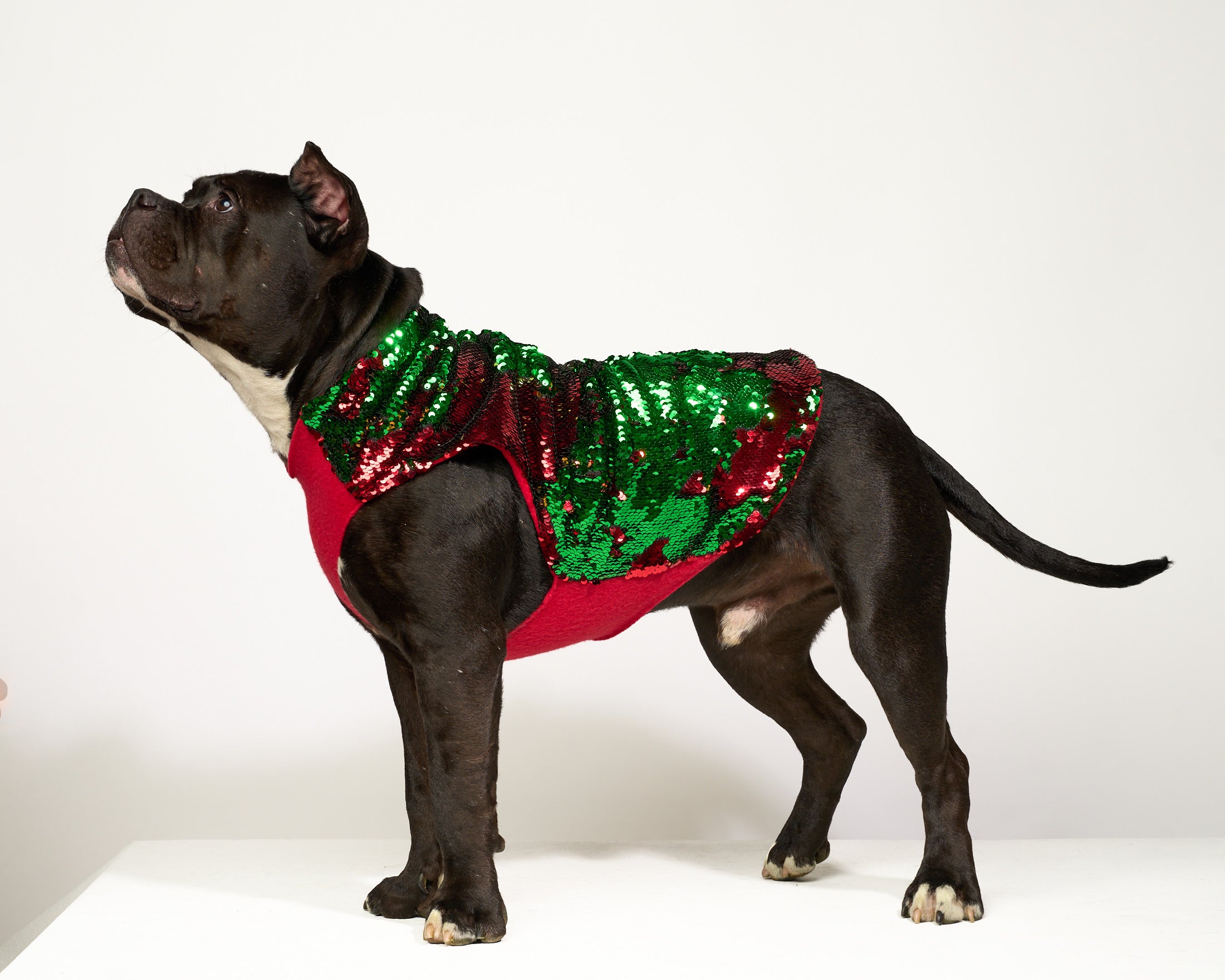 Dog Coat | Reverse Sequin Sparkle Holiday – Disco Dog
