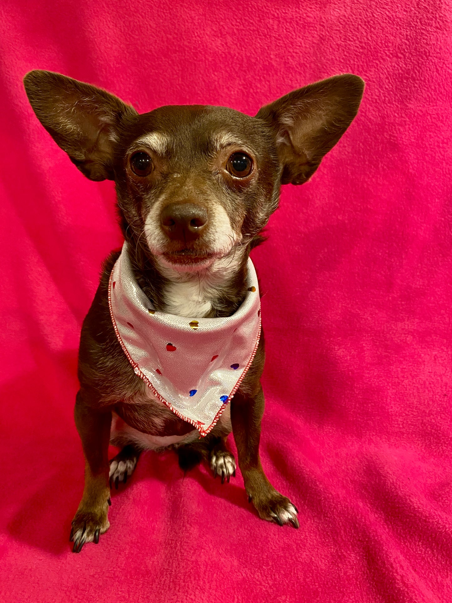 Small dog wearing a silver bandana with rainbow hearts and red trim on a pink backdrop.