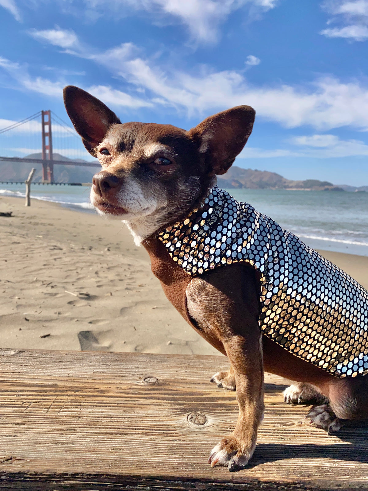Gold Rush Coat - Predator Repellant