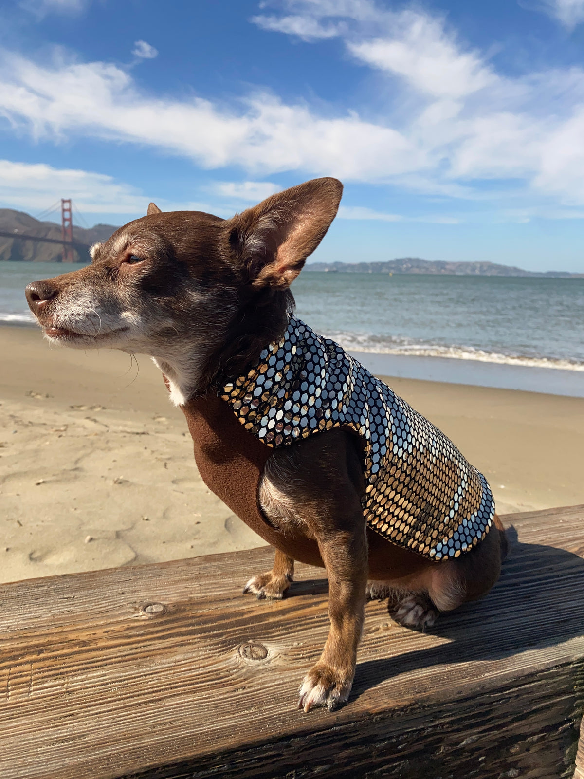 Gold Rush Coat - Predator Repellant